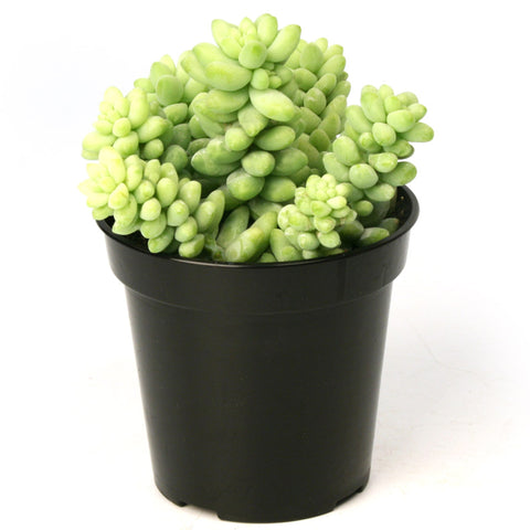 blue burrito succulent Sedum Burrito Succulent: Cascading Blue Green Succulent - Sedum Morgan – Altman Plants
