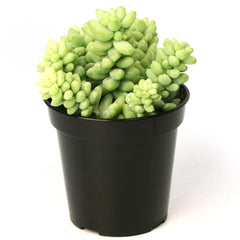 Sedum Burrito Succulent: Cascading Blue Green Succulent - Sedum Morganianum Hybrid - (3.5") - Easy Plant Care - Live Succulents & Houseplants - Great for Beginners