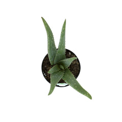 3.5" Aloe Vera