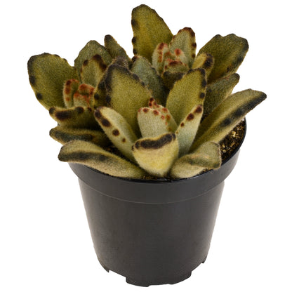 Kalanchoe Tomentosa Teddy Bear Live Succulent