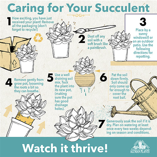 Tips For succulent care