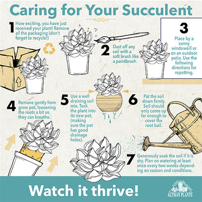 Tips For succulent care
