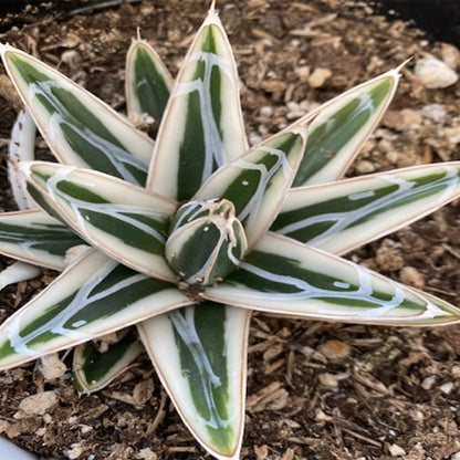 Variegated agave plant with cream-edged green leaves and white marking lines, growing in a pot.