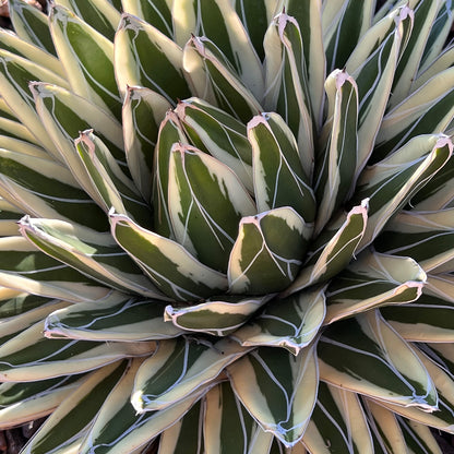 White Rhino Agave Hybrid with Unique White-Edged Green Leaves