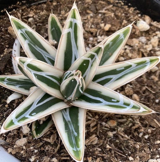 Rare Agave White Rhino with striking architectural foliage