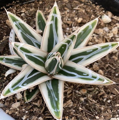 Rare Agave White Rhino with striking architectural foliage