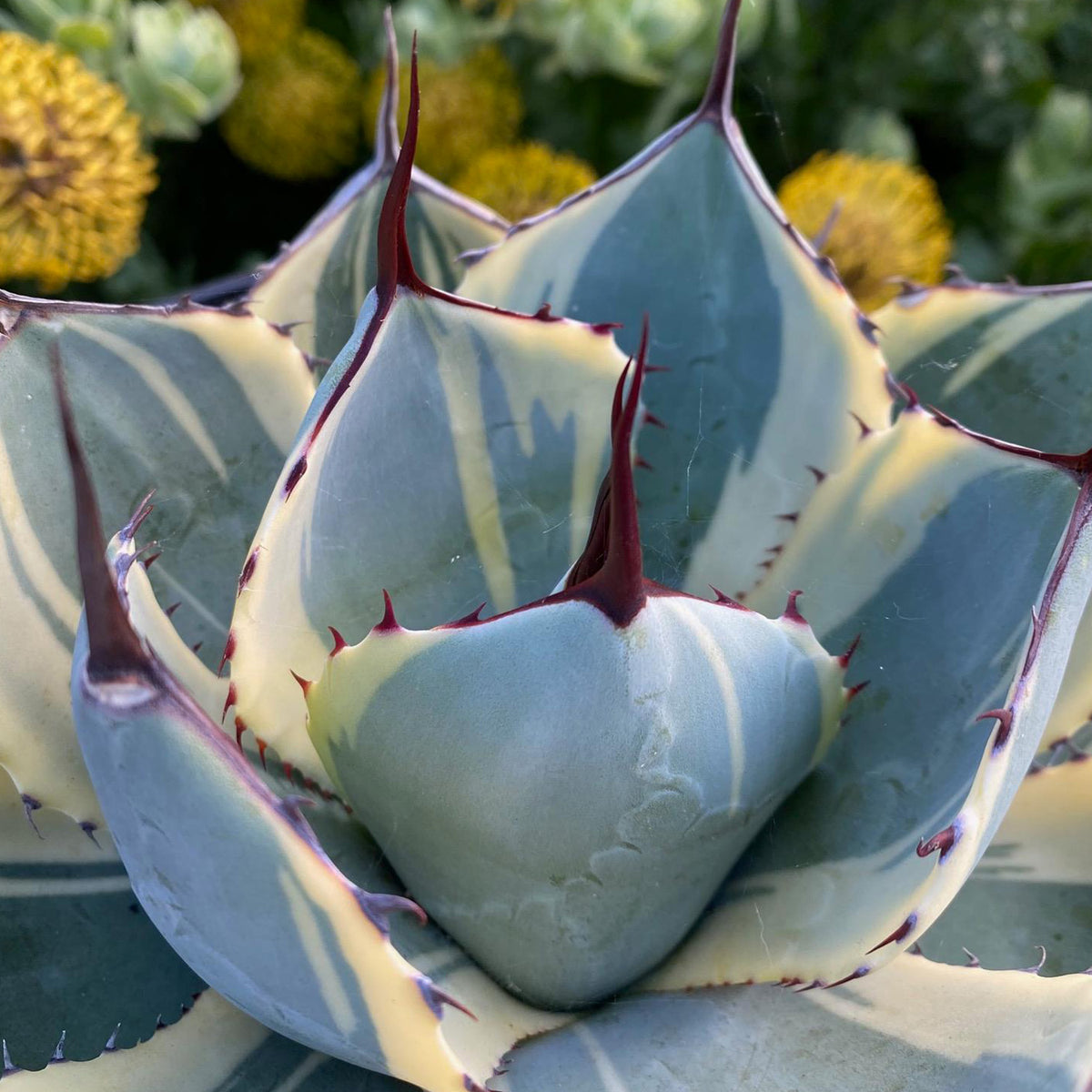 Blue Agave Parryi Truncata Orizaba Premium Hybrid Succulent Plant