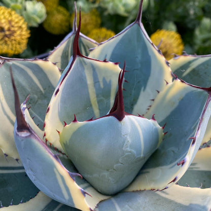 Blue Agave Parryi Truncata Orizaba Premium Hybrid Succulent Plant