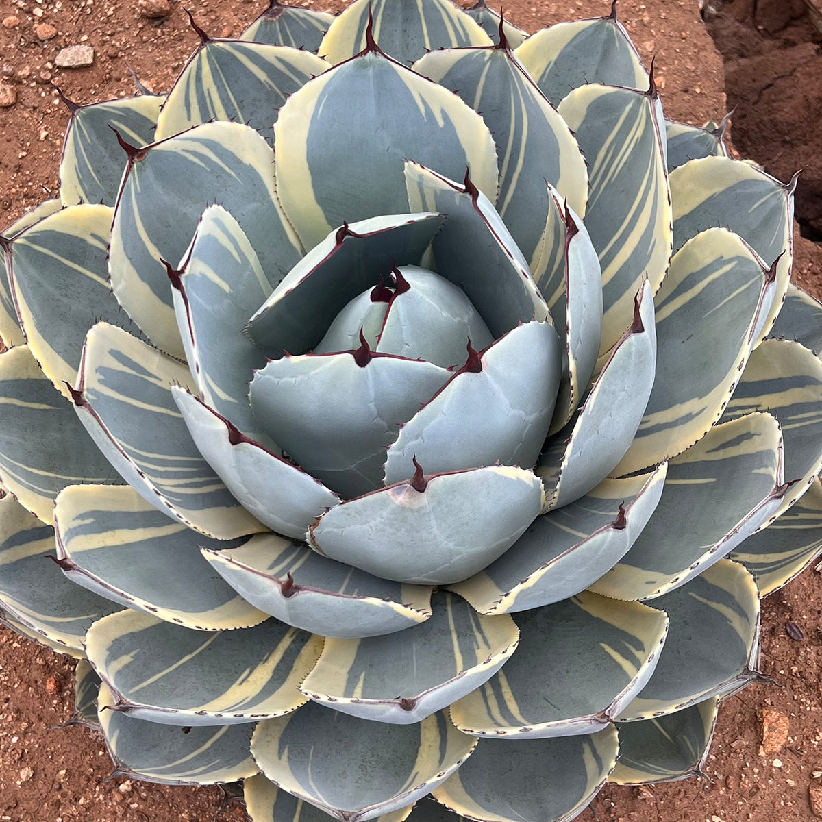Agave Parryi Truncata Orizaba with Blue-Green Rosette Leaves