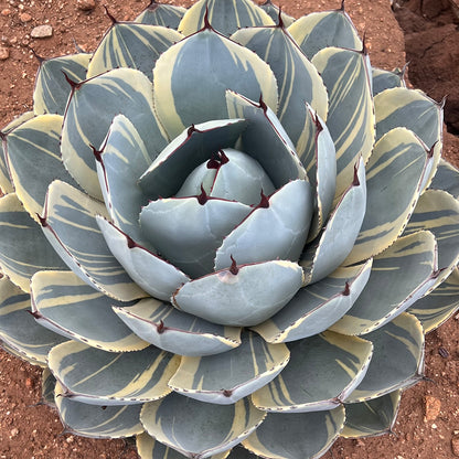 Agave Parryi Truncata Orizaba with Blue-Green Rosette Leaves