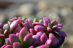 Anacampseros telephiastrum ‘Variegata’ “Sunrise”