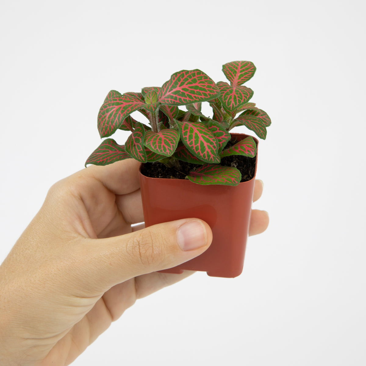 Colorful Houseplant Variety Pack Featuring Unique and Variegated Indoor Plant