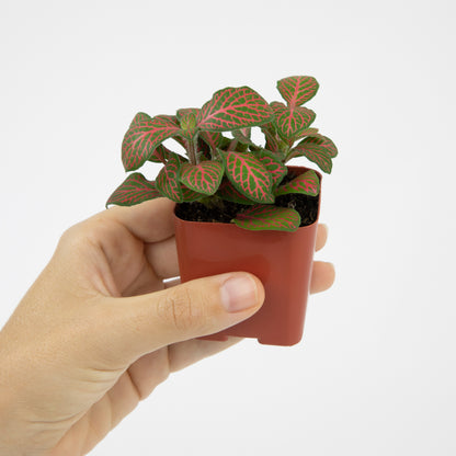 Colorful Houseplant Variety Pack Featuring Unique and Variegated Indoor Plant