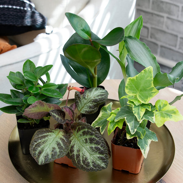 indoor house plants varieties B09K9GW3BH.PT04_600x.jpg?v=1741118652
