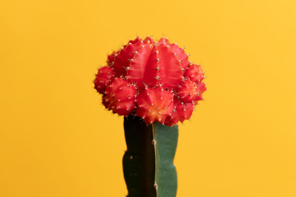 Bright red cactus 