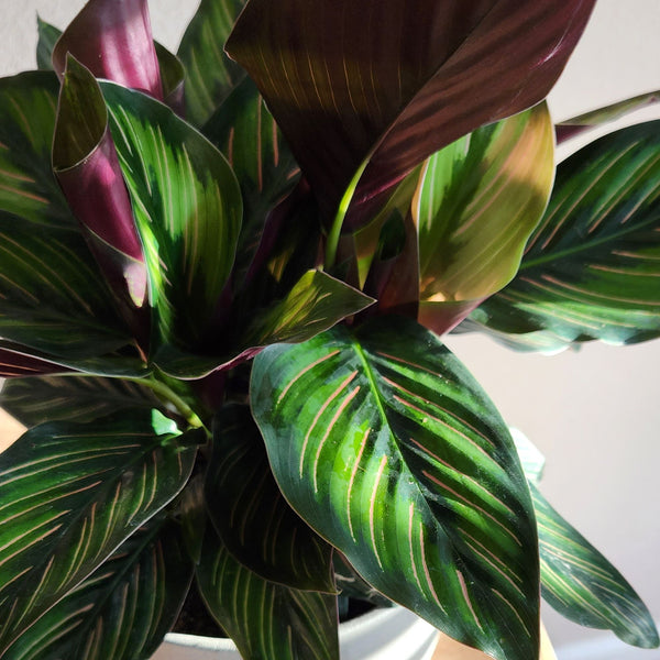 Calathea Ornata plant with variegated green and deep burgundy leaves