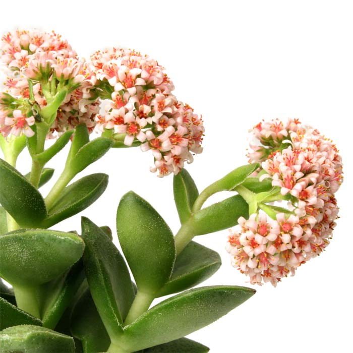 A close-up of a succulent plant with thick green leaves and clusters of small pale pink flowers with orange centers.