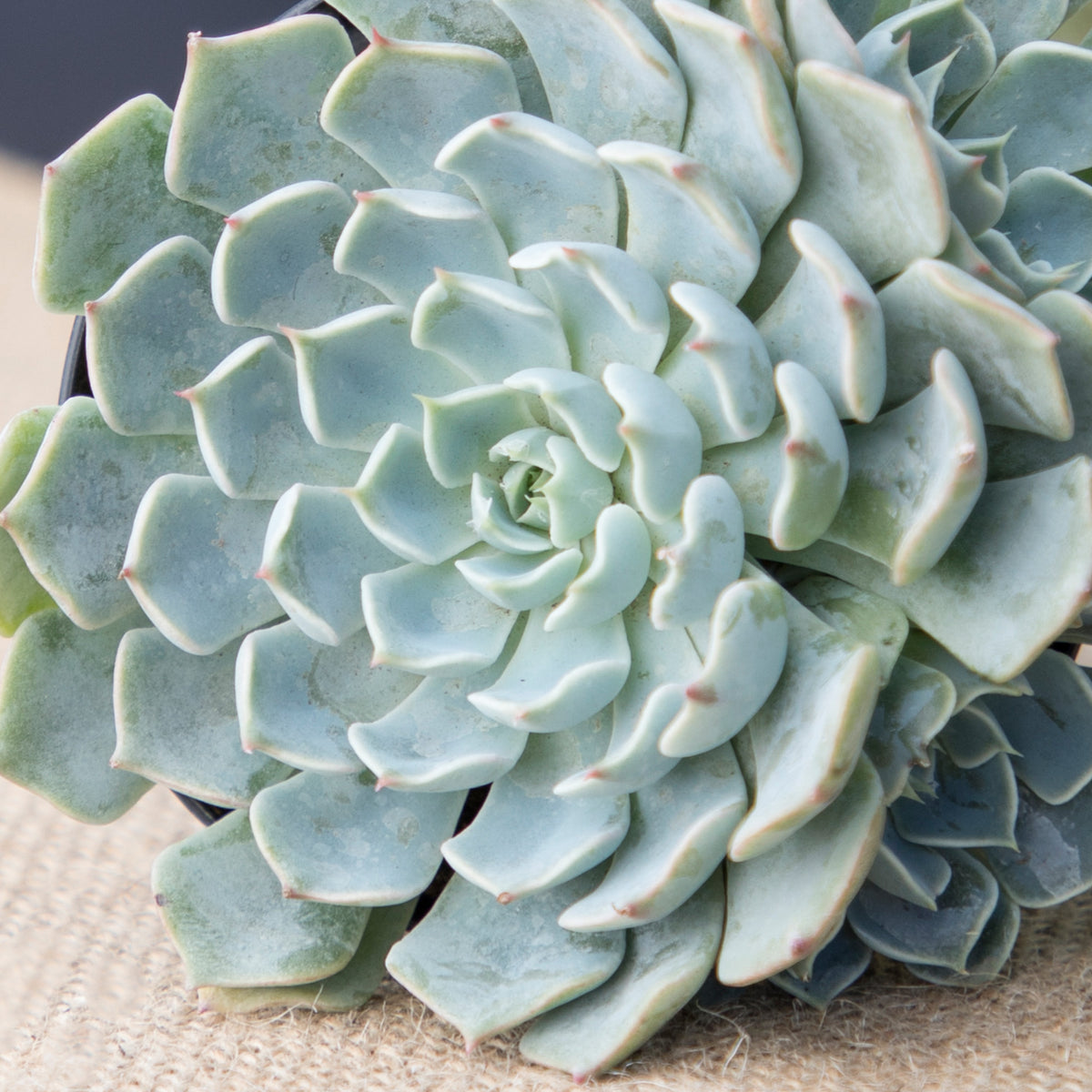 Arctic Ice Echeveria Live Plant with Symmetrical Rosette and Flowering Growth