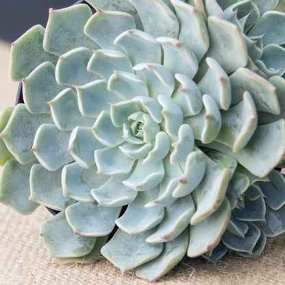 Arctic Ice Echeveria Live Plant with Symmetrical Rosette and Flowering Growth