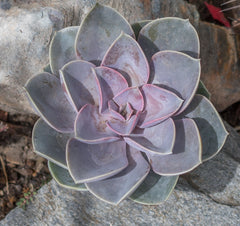 Echeveria ‘Perle von Nurnberg’: Purple, Pink Succulent - Pet-friendly Plant for Cats & Dogs - (3.5") - Drought Tolerant Succulents - Non-toxic Houseplants & Live Plants - Easy Plant Care – Flowering Houseplant