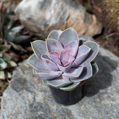 Echeveria ‘Perle von Nurnberg’: Purple, Pink Succulent - Pet-friendly Plant for Cats & Dogs - (3.5") - Drought Tolerant Succulents - Non-toxic Houseplants & Live Plants - Easy Plant Care – Flowering Houseplant