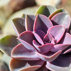 Echeveria ‘Perle von Nurnberg’: Purple, Pink Succulent - Pet-friendly Plant for Cats & Dogs - (3.5") - Drought Tolerant Succulents - Non-toxic Houseplants & Live Plants - Easy Plant Care – Flowering Houseplant