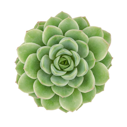 Hybrid Echeveria Lime n’ Chile Succulent Plant with Green Rosette Leaves