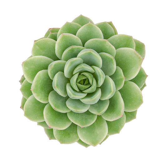 Hybrid Echeveria Lime n’ Chile Succulent Plant with Green Rosette Leaves