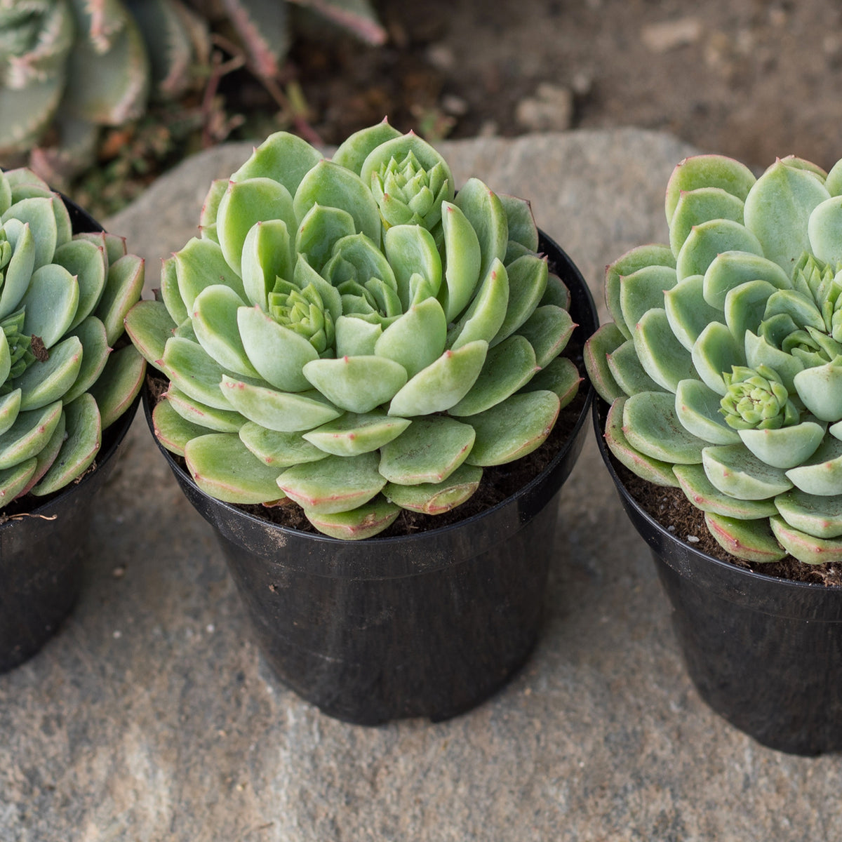 Lime n’ Chile Echeveria – Pet-Friendly Drought-Tolerant Succulent Plant