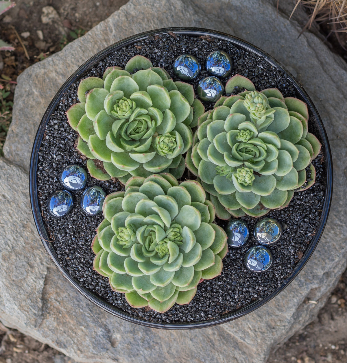 Hybrid Echeveria Lime n’ Chile with Vibrant Green and Yellow-Tinted Foliage