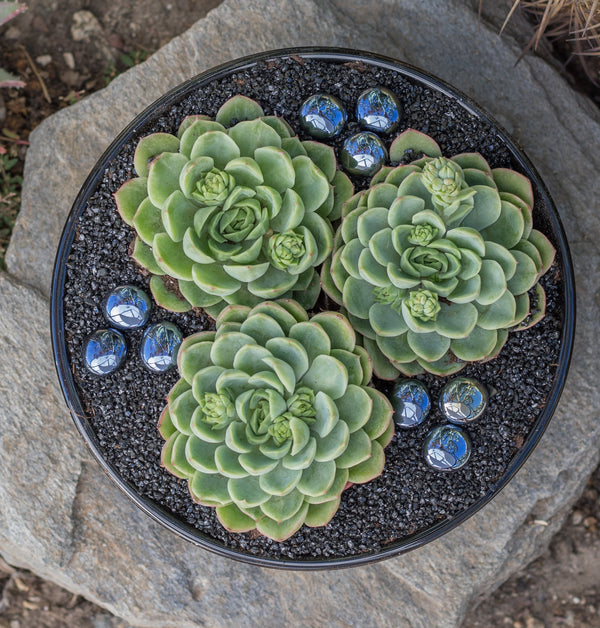 hybrid succulents Echeveria_lime_n_chile_in_black_bowl_10_600x.jpg?v=1741828822
