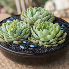 Hybrid Echeveria ‘Lime n’ Chile’: Hen n' Chicks Succulent - Pet-friendly Plant for Cats & Dogs - (3.5") - Drought Tolerant Plants - Easy Plant Care - Non-toxic Succulents – Flowering Plant