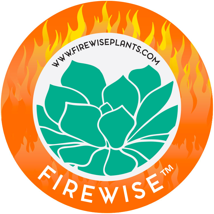 Firewise™  Portulacaria afra ‘Variegata’ “Rainbow Elephant Bush”