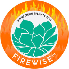 Firewise™  Portulacaria afra ‘Variegata’ “Rainbow Elephant Bush”