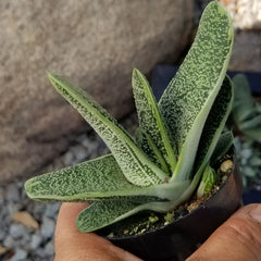 Gasteria ‘Little Warty’: Funky & Unique Succulent - Pet-friendly Plant for Cats & Dogs - (3.5") - Drought Tolerant Plants - Easy Plant Care - Non-toxic Succulents