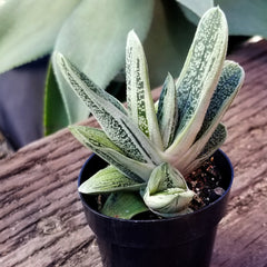 Gasteria ‘Little Warty’: Funky & Unique Succulent - Pet-friendly Plant for Cats & Dogs - (3.5") - Drought Tolerant Plants - Easy Plant Care - Non-toxic Succulents