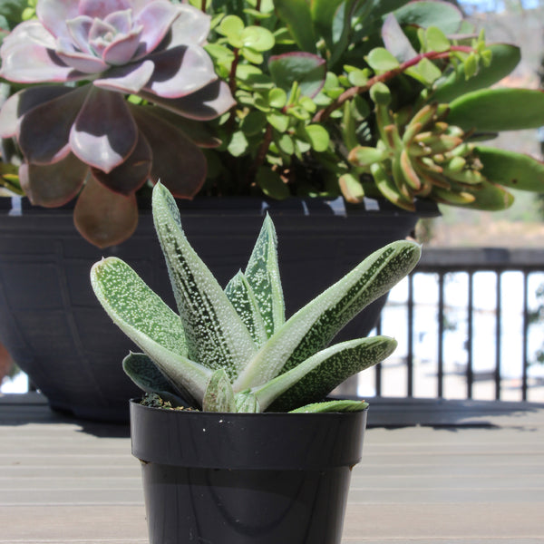 gasteria succulent varieties Gasteria_little_warty_2in_5_600x.jpg?v=1741827007