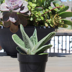 Gasteria ‘Little Warty’: Funky & Unique Succulent - Pet-friendly Plant for Cats & Dogs - (3.5") - Drought Tolerant Plants - Easy Plant Care - Non-toxic Succulents