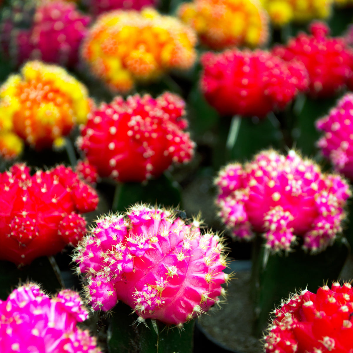 Colorful Moon Cactus 3-Pack – Unique Grafted Cactus Houseplant