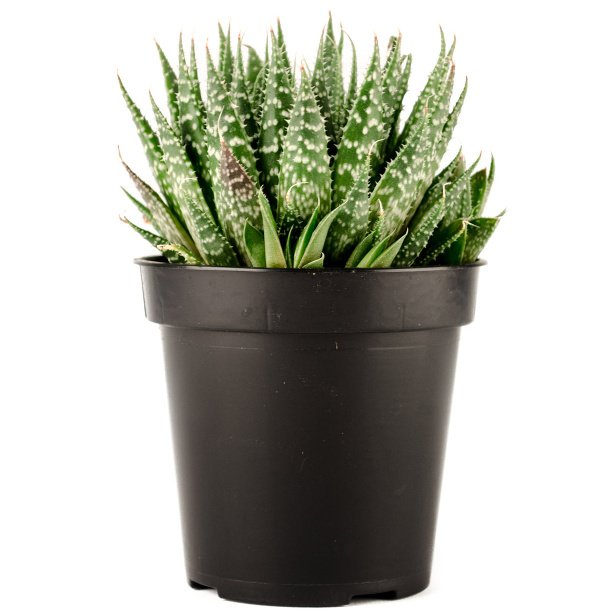 A potted Haworthia Zebra Plant with dark green leaves and silvery white raised 'pearls' forming zebra-like stripes.