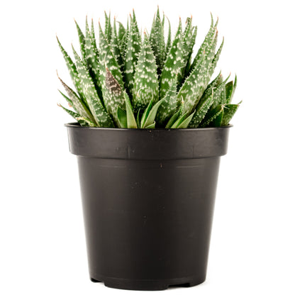 A potted Haworthia Zebra Plant with dark green leaves and silvery white raised 'pearls' forming zebra-like stripes.