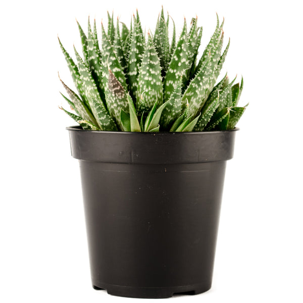 haworthia fasciata succulent Haworthia-fasciata-Side_600x.jpg?v=1741829732