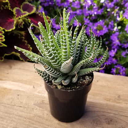 Pet-friendly Haworthia Zebra Plant for indoor spaces