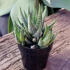 Haworthia Zebra Plant: Funky & Unique Succulent - Pet-friendly Plant for Cats & Dogs - (3.5") – Haworthia Fasciata - Easy Plant Care - Non-toxic Succulents