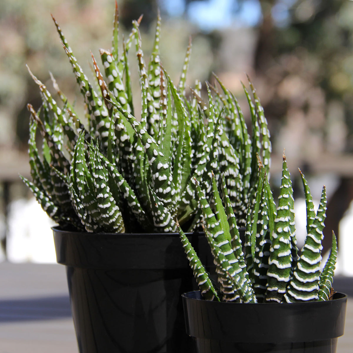 Haworthia fasciata striped succulent for home and office décor