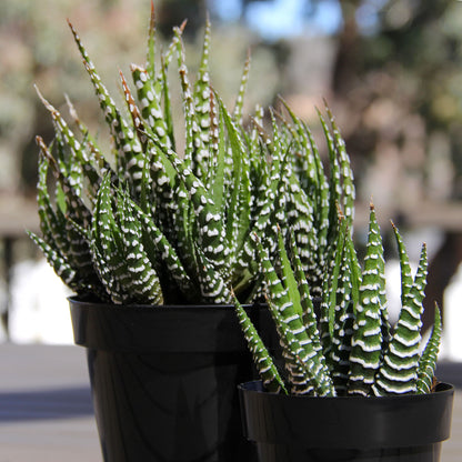Haworthia fasciata striped succulent for home and office décor