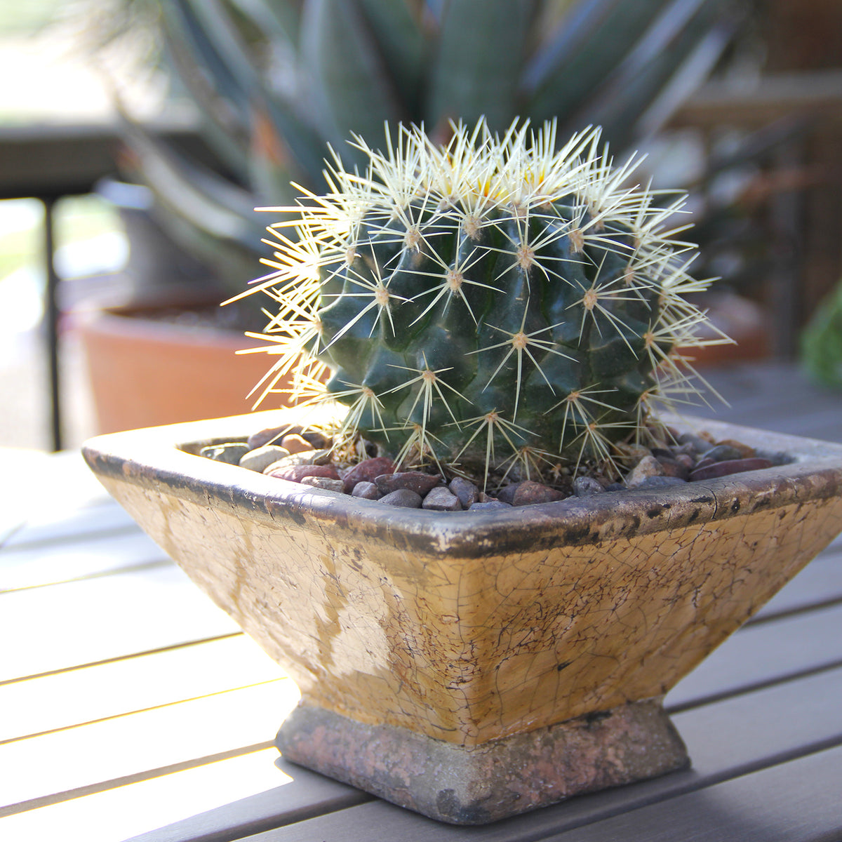Garden Discoveries 4-Pack of Unique Desert Dazzlers Cactus Plants