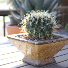 4PK 2.5" Desert Dazzlers Live Cactus Collection