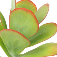 Flapjacks Succulent Plant: Colorful Paddle Succulent with Large Leaves - Kalanchoe Luciae - (3.5") - Easy Plant Care - Unique Succulents - Great for Beginners