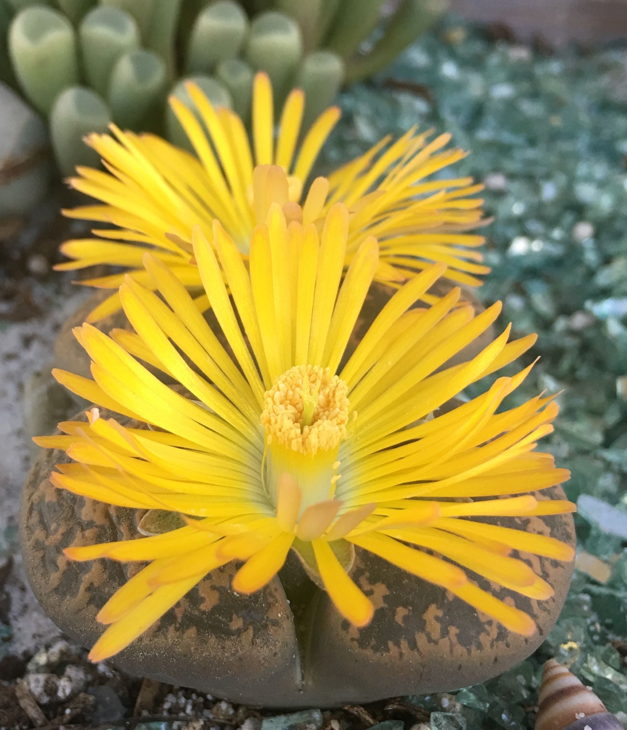 yellow blooming succulents Frogkist™ Living Stones Succulent Mix: Pet-safe Lithops Plants – Inclu – Altman Plants